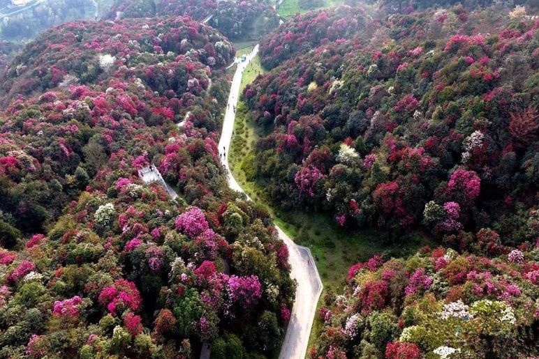 五一贵州旅游，一起伴游赏杜鹃花